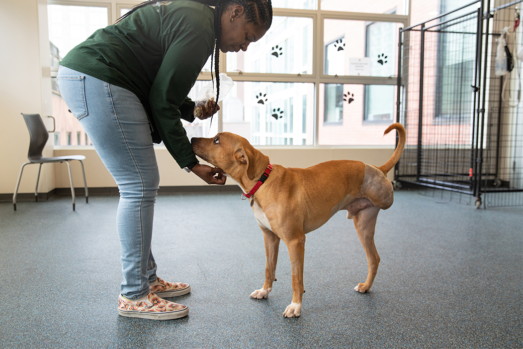 Adoption preparation